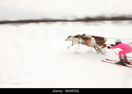 Rentier Racing World Cup, während die Sámi Osterfestspiele in Kautokeino in Finnmarksvidda im arktischen Norwegen Stockfoto