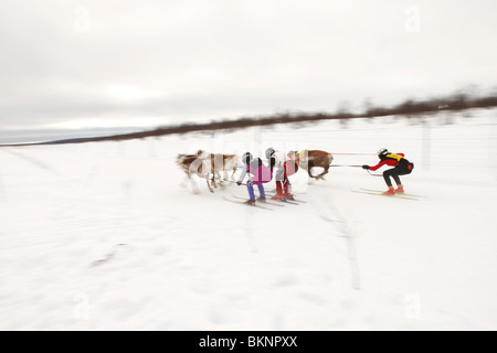 Rentier Racing World Cup, während die Sámi Osterfestspiele in Kautokeino in Finnmarksvidda im arktischen Norwegen Stockfoto