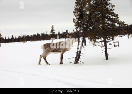 Die jährliche Sami Frühling Rentier Migration von Stubba nr Gällivare in Schweden durch ihrem angestammten Land in Lappland Stockfoto