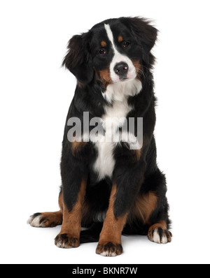 Berner Sennenhund Welpen, 6 Monate alt, sitzt vor weißem Hintergrund Stockfoto