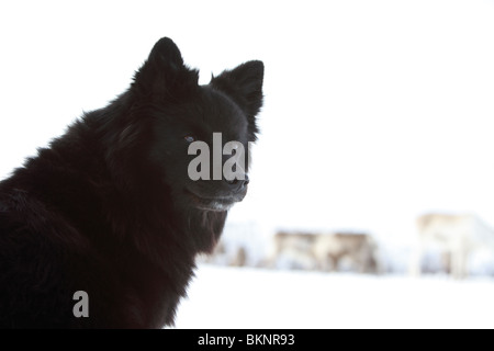 Die jährliche Sami Frühling Rentier Migration von Stubba nr Gällivare in Schweden durch ihrem angestammten Land in Lappland Stockfoto