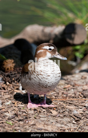 Weibliche Ringed Teal, Barnes Wetlands Centre, West London, England, Großbritannien Stockfoto