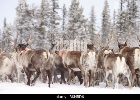 Die jährliche Sami Frühling Rentier Migration von Stubba nr Gällivare in Schweden durch ihrem angestammten Land in Lappland Stockfoto