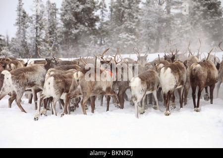 Die jährliche Sami Frühling Rentier Migration von Stubba nr Gällivare in Schweden durch ihrem angestammten Land in Lappland Stockfoto