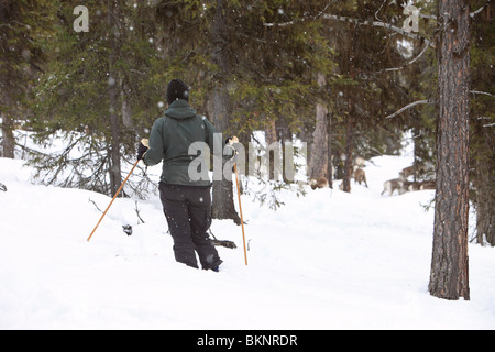 Die jährliche Sami Frühling Rentier Migration von Stubba nr Gällivare in Schweden durch ihrem angestammten Land in Lappland Stockfoto