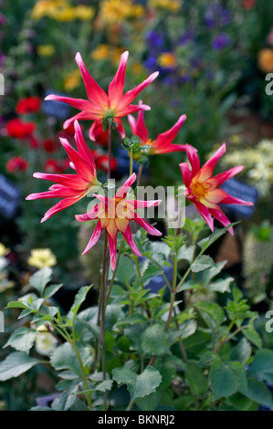 Dahlie "Honka Überraschung" in einer Blume-Grenze Stockfoto