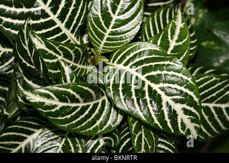 Bunte Blätter Zebra Pflanze - Aphelandra Stockfoto