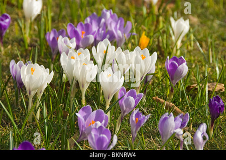 Nahaufnahme von Krokusblüten, die im Frühling blühen, auf dem Stray Harrogate North Yorkshire England UK Vereinigtes Königreich GB Großbritannien Stockfoto