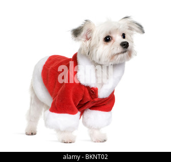 Gemischte Rasse Hund in Santa Mantel, 6 Monate alt, vor weißem Hintergrund Stockfoto