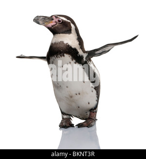 Humboldt-Pinguin, Spheniscus Humboldti vor weißem Hintergrund Stockfoto