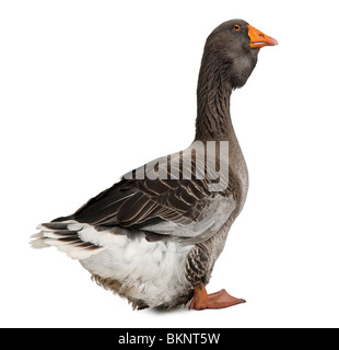 Toulouse Gans vor weißem Hintergrund, Studio gedreht Stockfoto