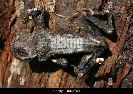 Dehydriertes gemeinsame Kröte Bufo Bufo genommen am Leasowe, Wirral, UK Stockfoto