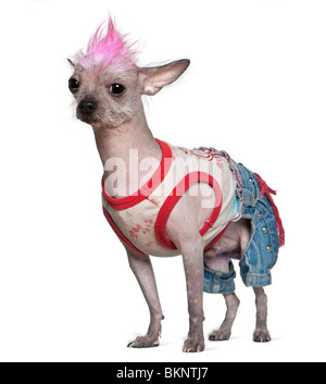 Punk-gekleidet Xoloitzcuintle, 4 Jahre alt, steht man vor weißem Hintergrund Stockfoto