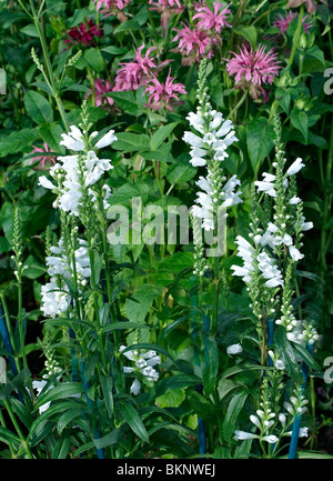 Nahaufnahme Bild von Physostegia Virginiana 'Alba' Stockfoto