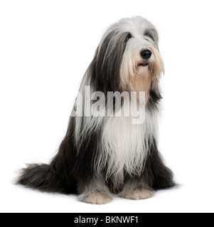 Bearded Collie, 3 Jahre alt, sitzt vor weißem Hintergrund Stockfoto