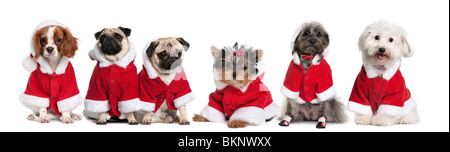 Gruppe von Hunden in einer Reihe vor weißem Hintergrund als Weihnachtsmann verkleidet. Stockfoto