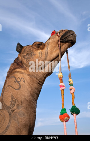 Kamelhaut Dekoration. Jaisalmer. Rajasthan. Indien Stockfoto