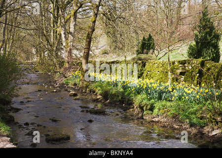 Narzissen neben Malham Beck in Malham Dorf, Yorkshire Dales, England. Stockfoto