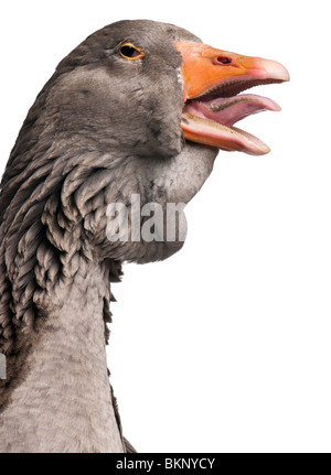 Toulouse Gans vor weißem Hintergrund, Studio gedreht Stockfoto