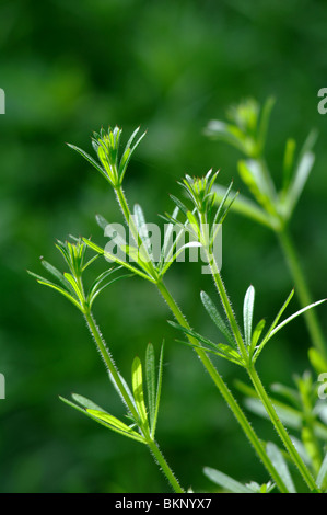 Gemeinsamen Cleavers, Galium aparine Stockfoto