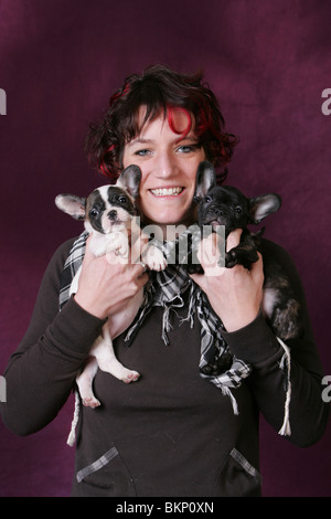 Französische Bulldogge Welpen Stockfoto