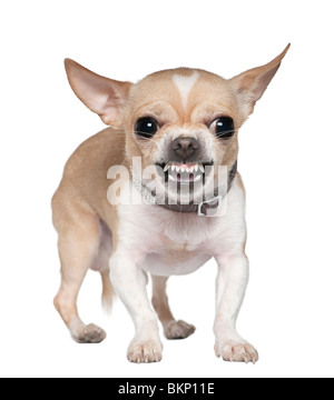 Wütend Chihuahua Knurren, 2 Jahre alt, vor weißem Hintergrund Stockfoto
