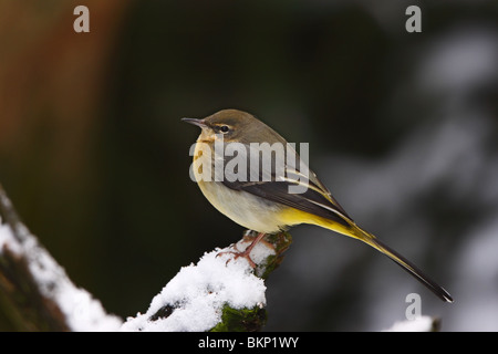 Gebirgstelze, graue Bachstelze, Motacilla, Cinerea, Stockfoto