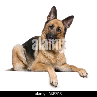 Deutscher Schäferhund, 4 Jahre alt, vor weißem Hintergrund Stockfoto