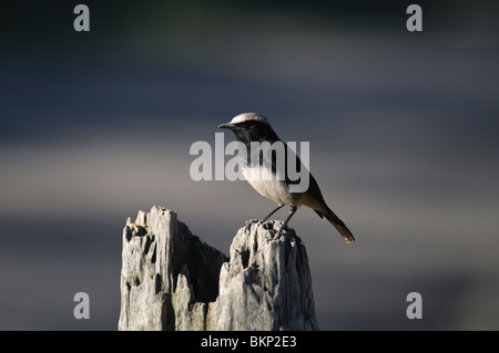 Trauer Steinschmätzer Oenanthe Lugens (SY Schalow Steinschmätzer Oenanthe Schalowi) Stockfoto