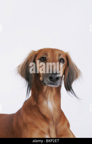 Saluki-Portrait Stockfoto