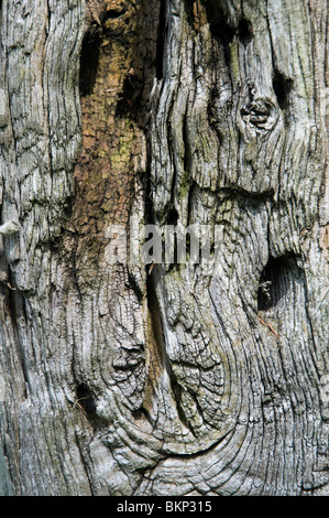 Nahaufnahme der Textur von verwittertem Holz Stockfoto