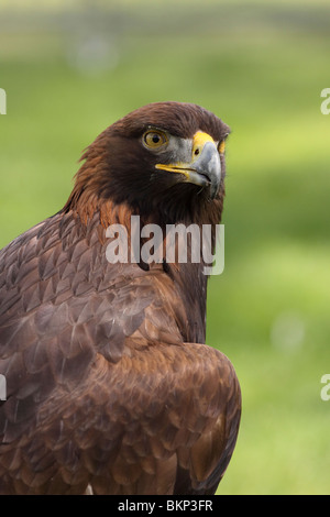Steinadler (Aquila Chrysaetos) - Gefangenen Vogel Stockfoto