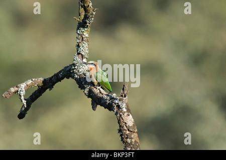 White-fronted Bienenfresser Merops bullockoides Stockfoto