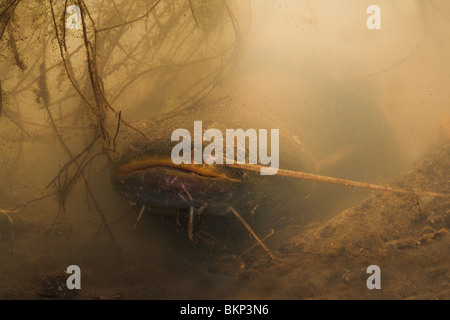 Foto von einem Wels Wels versteckt zwischen den Wurzeln auf den schlammigen Grund Stockfoto