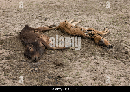 Tote Kühe am Boden, Tansania, Afrika Stockfoto