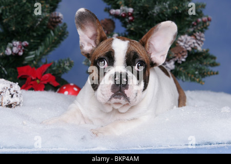 Französische Bulldogge Stockfoto