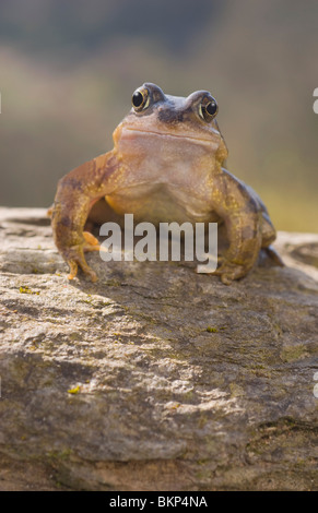 Grasfrosch auf Stein Stockfoto