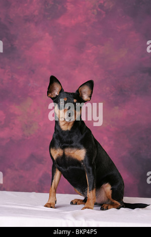 Zwergpinscher Stockfoto