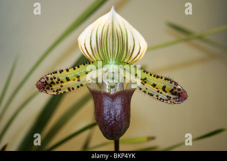 Frauenschuh Orchidee Paphiopedilum Arten Stockfoto