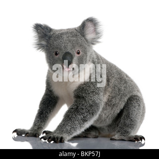 Junge Koala-Bär, Phascolarctos Cinereus, 14 Monate alt, sitzt vor weißem Hintergrund Stockfoto