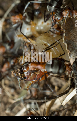 Ameisen töten den grub Stockfoto