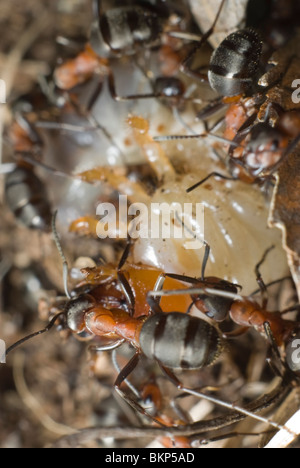 Ameisen töten den grub Stockfoto