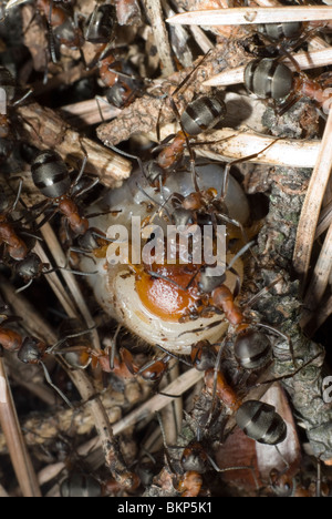 Ameisen töten den grub Stockfoto