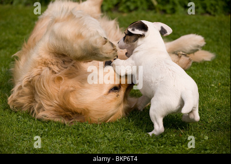 Ein Golden Retriever mit seiner kleinen Tasche Jack Russell Terrier Freund spielen Stockfoto