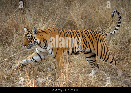 Weiblichen Bengal-Tiger, Panthera Tigris, Wandern Thro trockenen Rasen Ranthambore NP, Indien Stockfoto