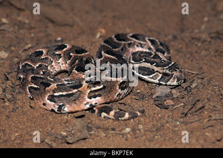 Foto eine sehr giftige Blätterteig Addierer, der Blätterteig Adder ist verantwortlich für die meisten tödlichen Schlangenbisse in Afrika jedes Jahr (teilweise aufgrund seiner großen Verbreitung!) Stockfoto