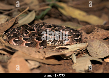 Foto eine sehr giftige Blätterteig Addierer, der Blätterteig Adder ist verantwortlich für die meisten tödlichen Schlangenbisse in Afrika jedes Jahr (teilweise aufgrund seiner großen Verbreitung!) Stockfoto