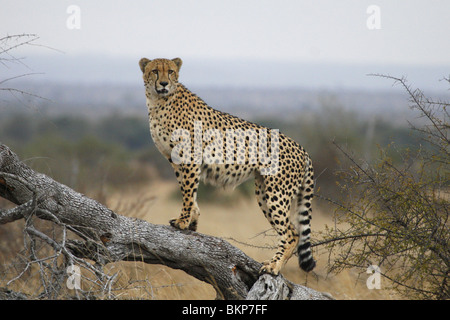 Männliche Geparden stehend auf umgestürzten Baum im Krüger Nationalpark, Südafrika Stockfoto