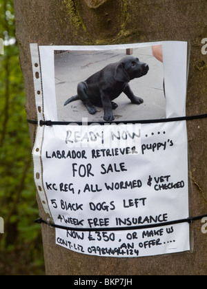 Eine Werbung für Labrador Empfänger Welpe, angeschlossen an einen Baum in Derbyshire England UK Stockfoto