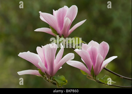 Magnolia Heaven Scent, eine sommergrüne Magnolie Stockfoto